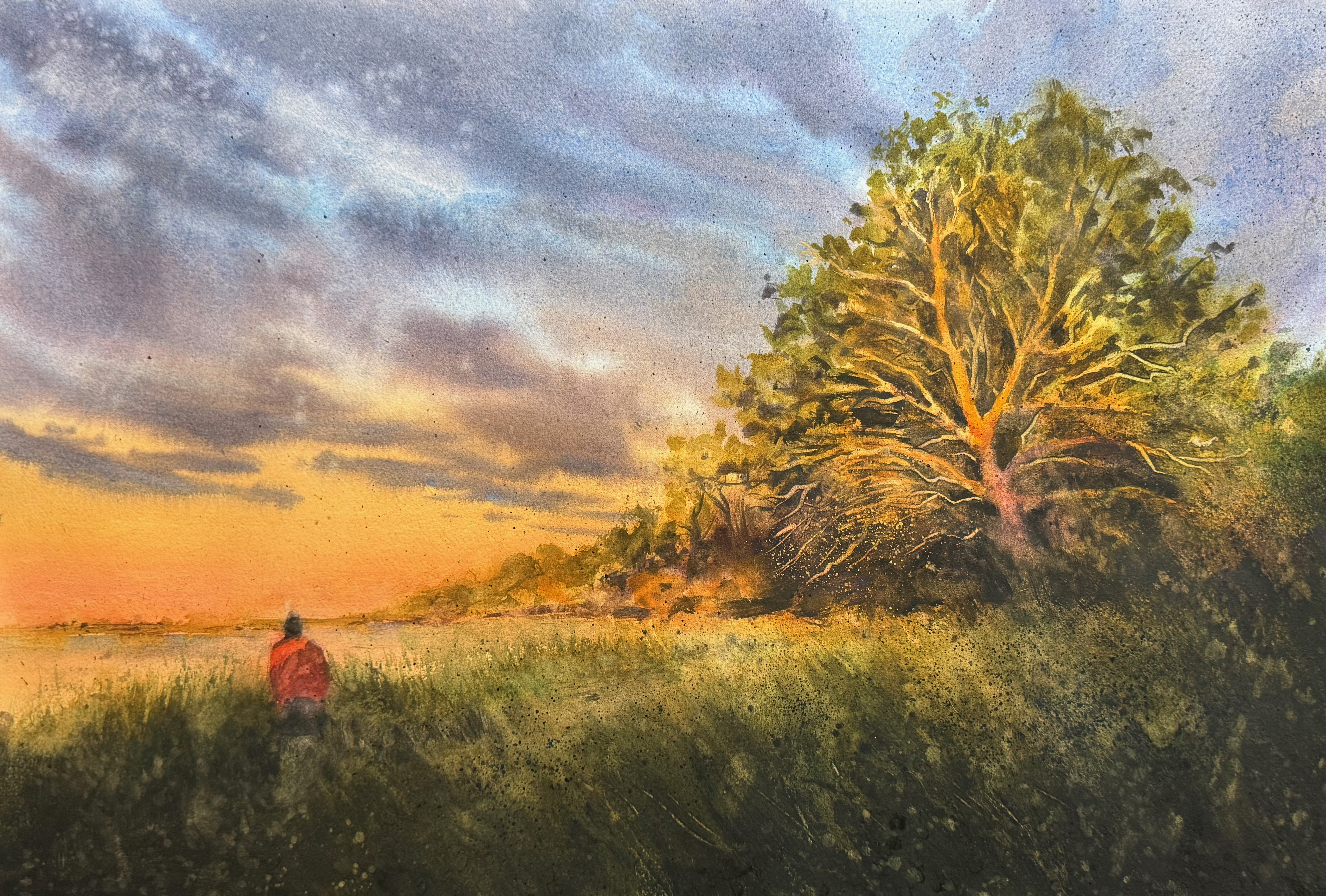 Mörkgröna trädkronor med ljusöppning i landskapet.