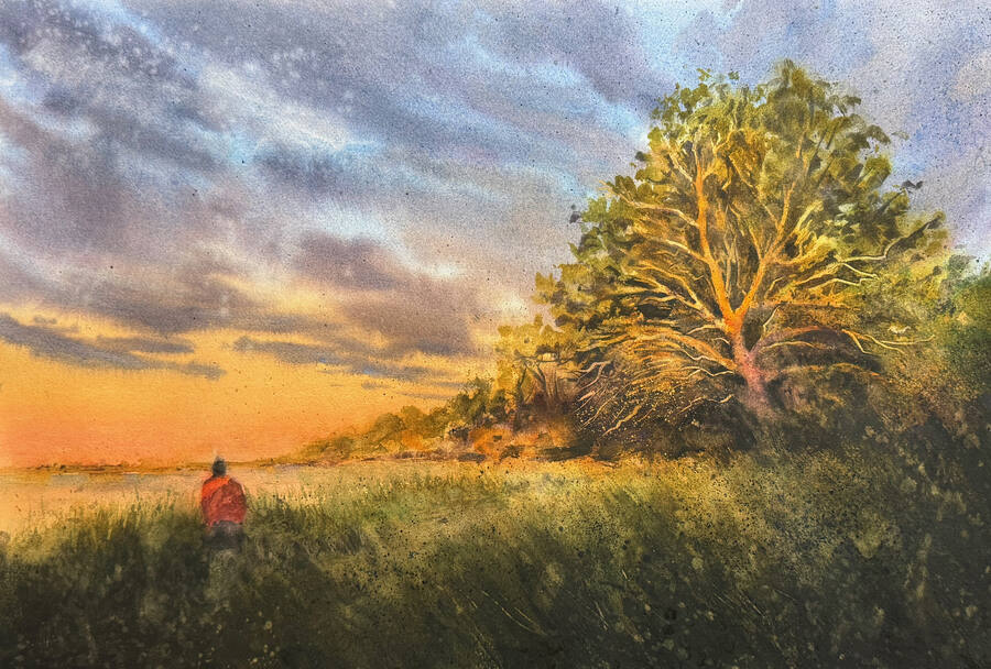 Mörkgröna trädkronor med ljusöppning i landskapet.