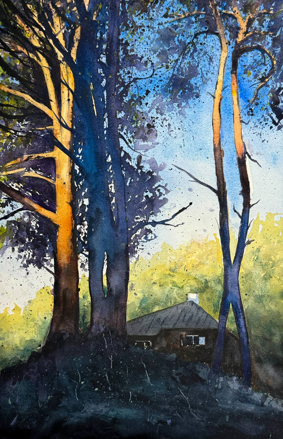 Tallstammar i kvällsljus med ett litet hus i skuggan.